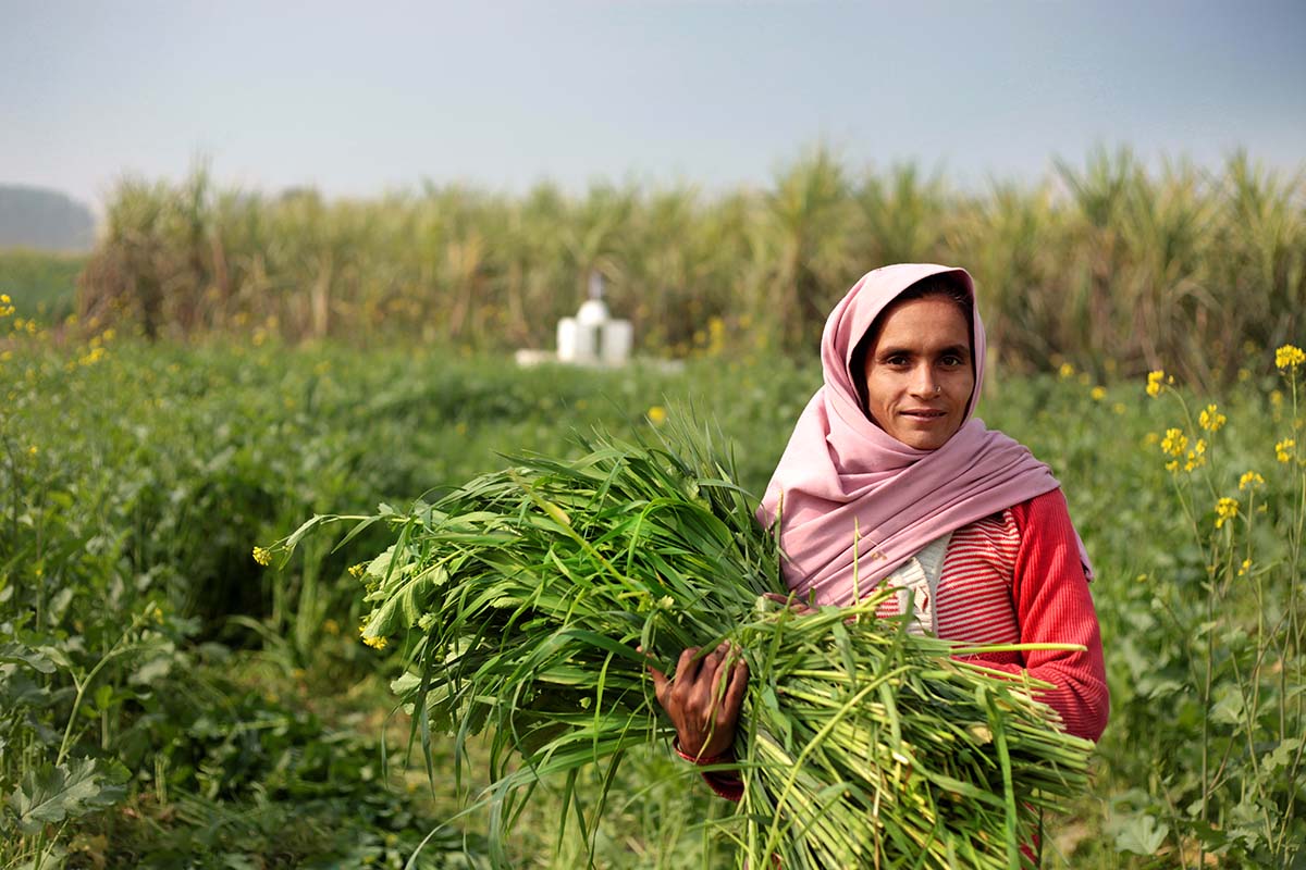 Rural women carrying animal silage